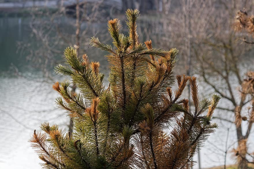 Tree, Conifer, Branch, Ace, Evergreen, Fir, Lake, The Nature, close-up, plant, forest