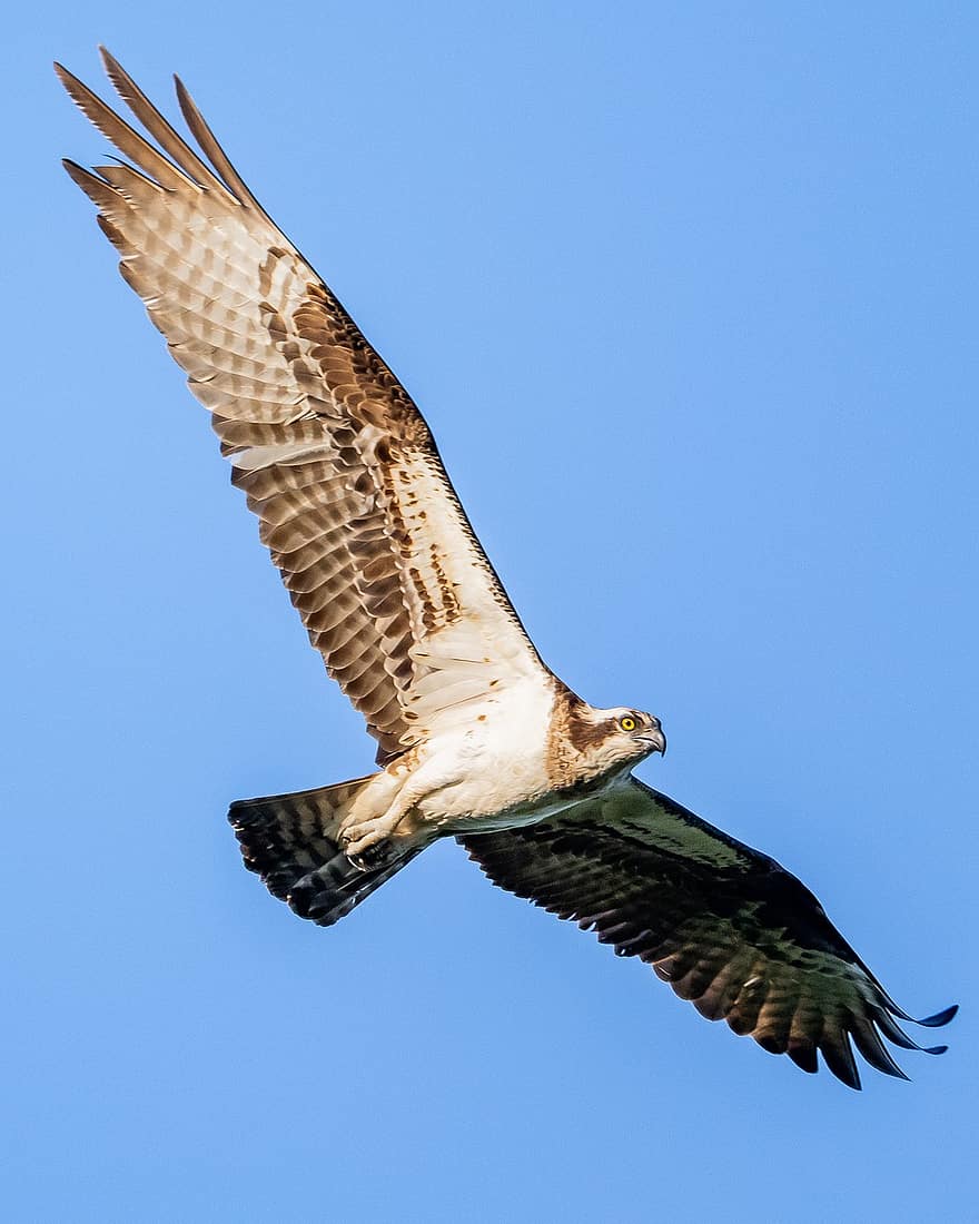 águila pescadora, pájaro, raptor, volador, animal, plumaje, plumas, pico, cuenta, fauna silvestre, naturaleza