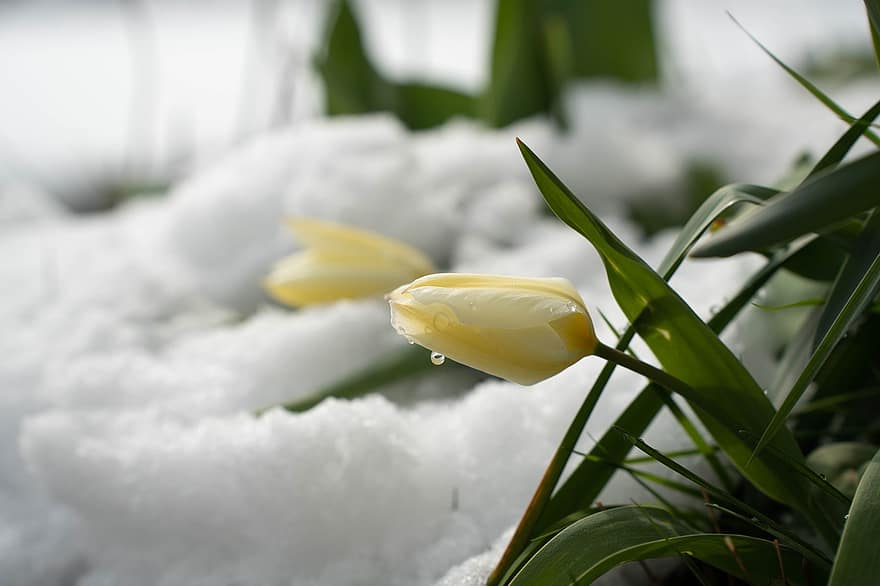 květ, tulipán, dewdrop, sníh, rostlina, žlutý květ, rosa, listy, zimní, detail, zelená barva