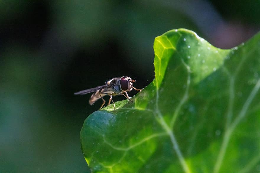 hoverfly, terbang, serangga, serangga bersayap, sayap, alam, daun, hymenoptera, ilmu serangga