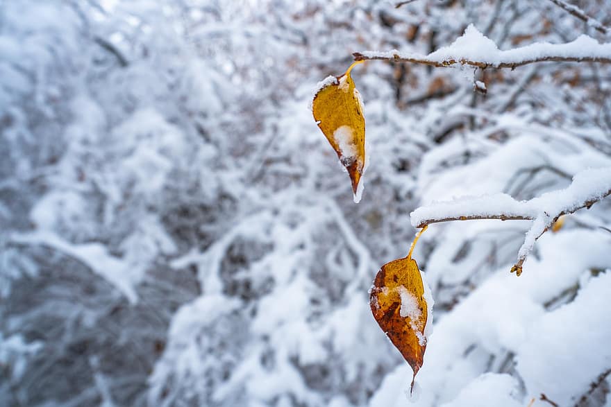 Leaves, Foliage, Ice, Frost, Snow, Forest, Autumn, Nature, Tree, Winter, Timber