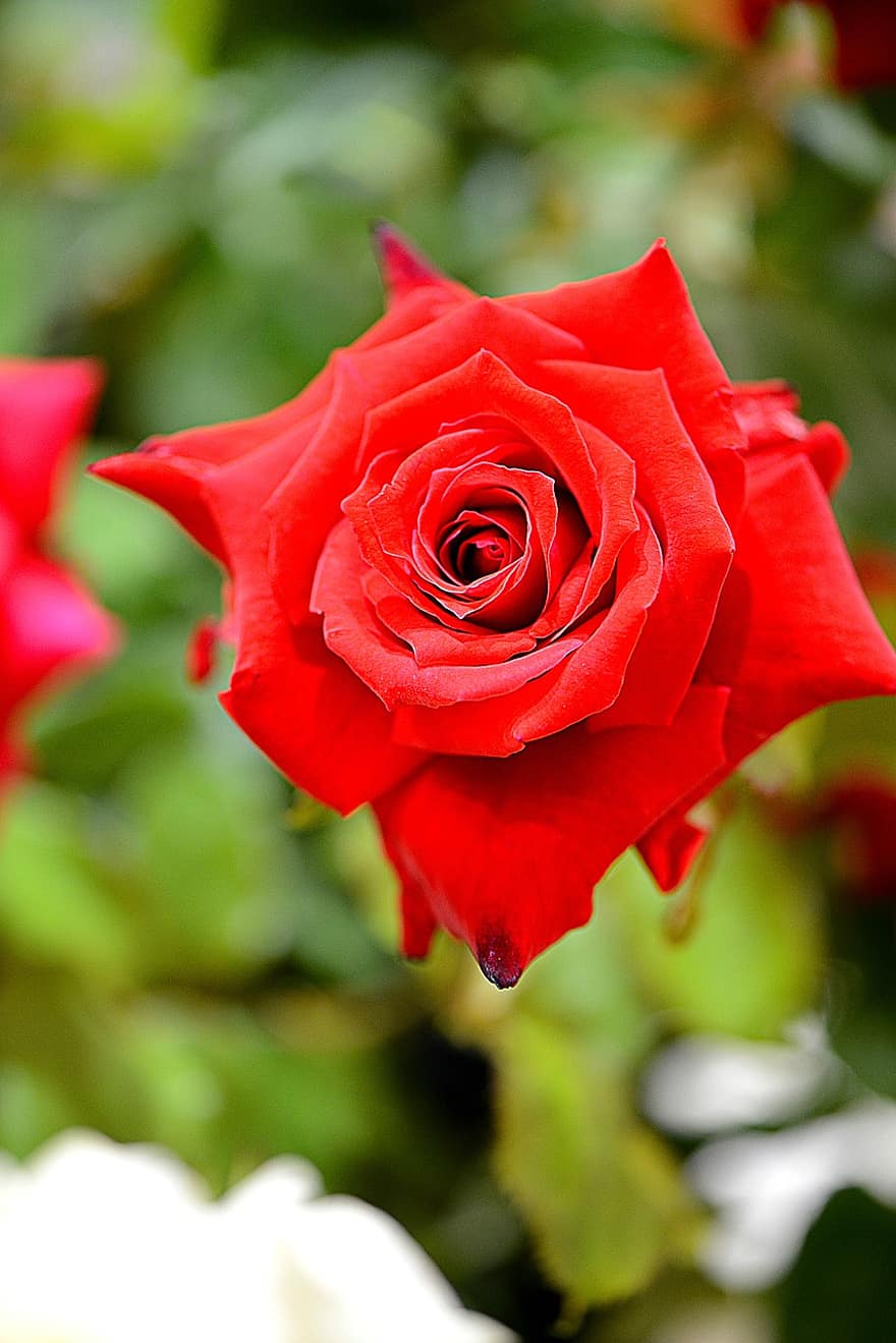 flor, Rosa, Rosa roja, pétalos, flora, de cerca, pétalo, hoja, planta, cabeza de flor, frescura