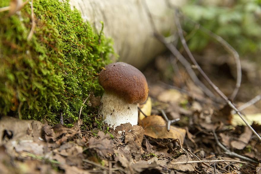 гриб, Боровик, грибки, грибок, ліс, сезон, свіжий, прогулятися