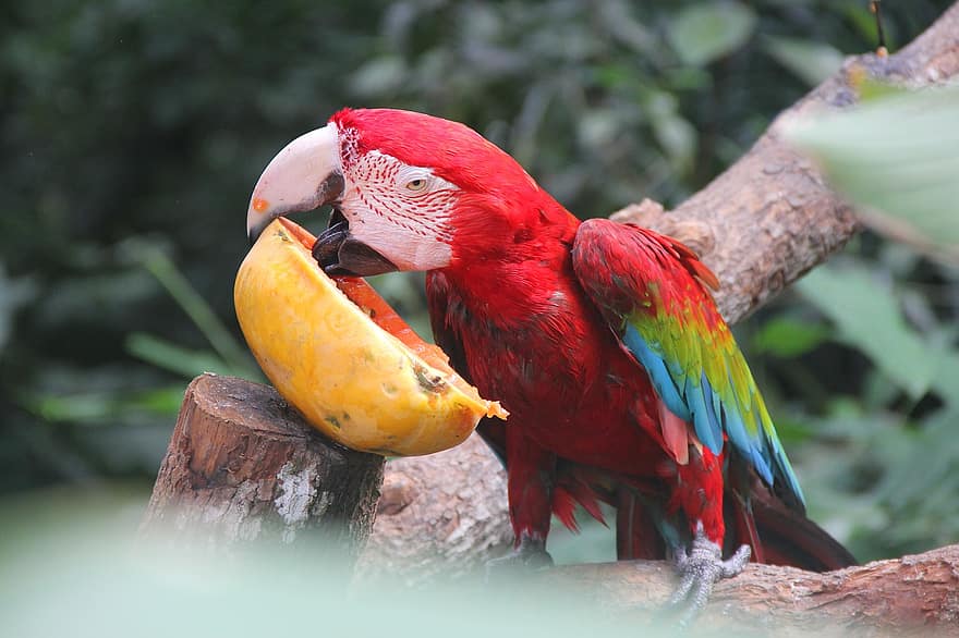 papagaio, pássaro, comendo, fruta, animal, animais selvagens, penas, plumagem, bico, natureza