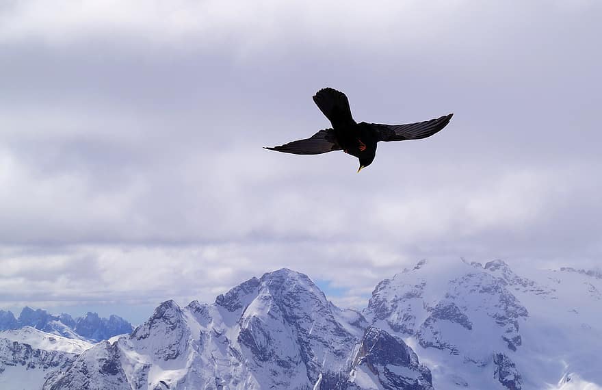 Bird, Mountains, Winter, Snow, Italy, South-tirol, Dolomites, Jackdaw