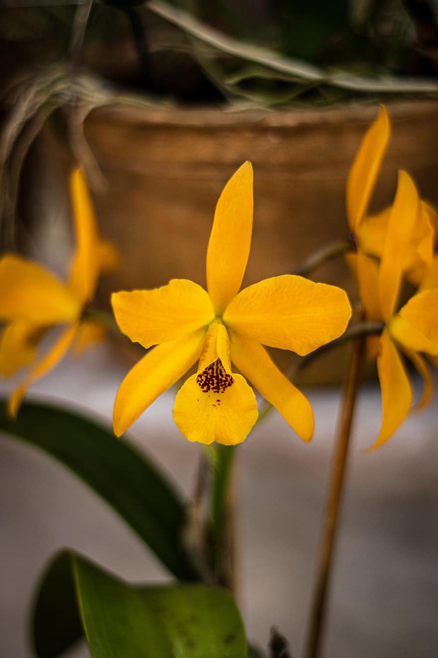 цветы, орхидеи, цветение, цвести, желтые орхидеи, желтые цветы, желтые лепестки, лепестки, Флора, цветоводство, садоводство