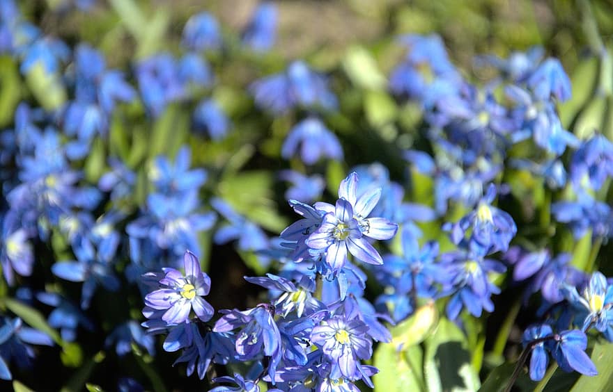 siberian squill, blomster, planter, blå blomster, kronblade, flor, flora, natur, tæt på