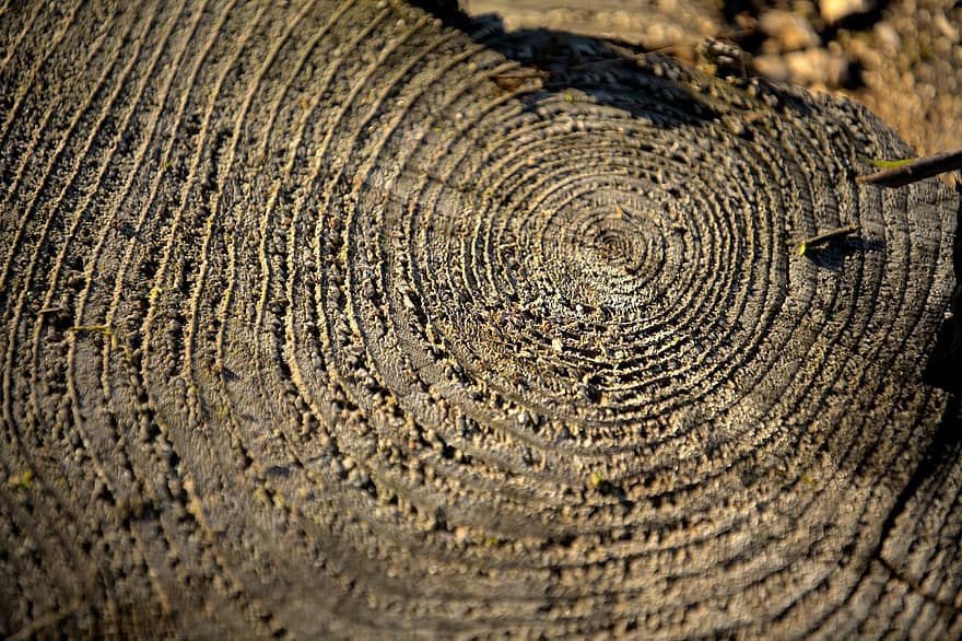hout, stomp, natuur, boom ringen, romp, boom, patroon, detailopname, achtergronden, Bos, oud