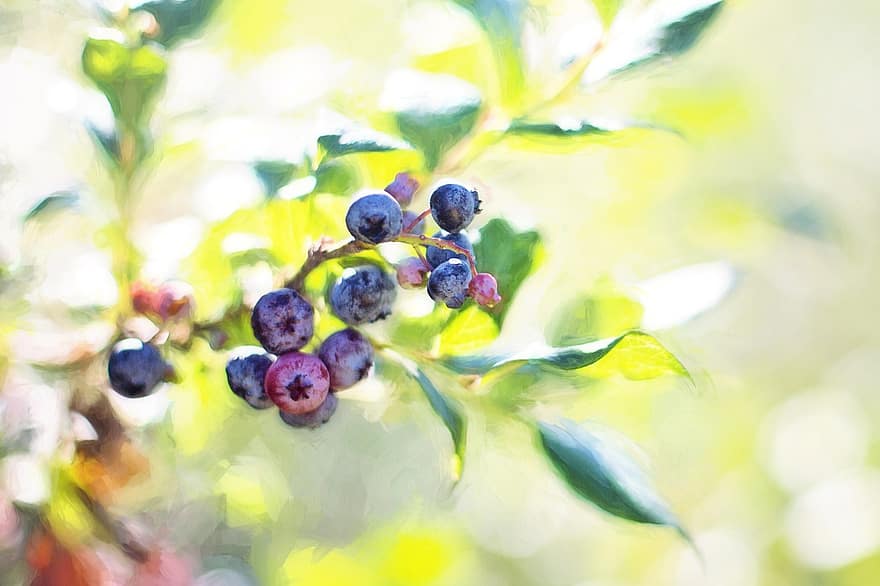 bluberi, semak, musim panas, buah, alam, blueberry, beri, sehat, makanan, organik, biru
