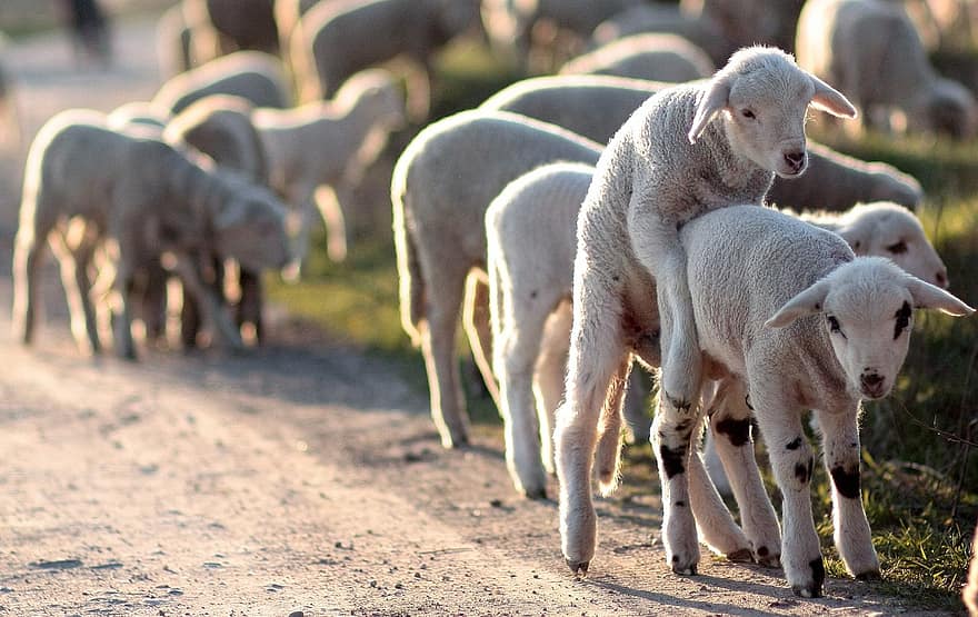 Lamb, The Flock, Play