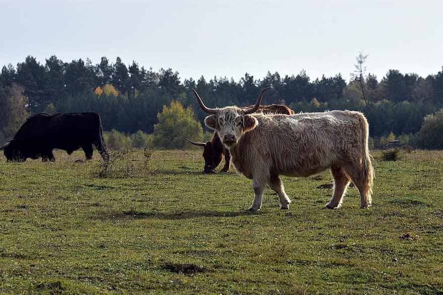 корів, великої рогатої худоби, пасовище