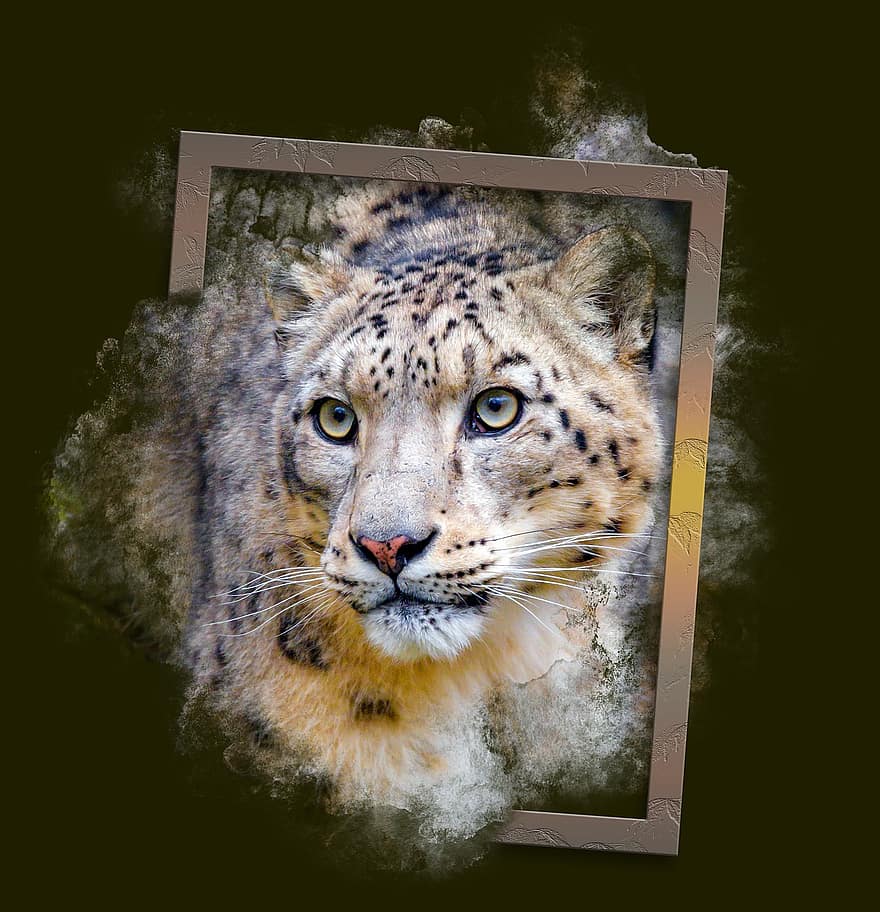 léopard, lionceau, Cadre, portrait, jeune animal, animal, faune, félin, mammifère