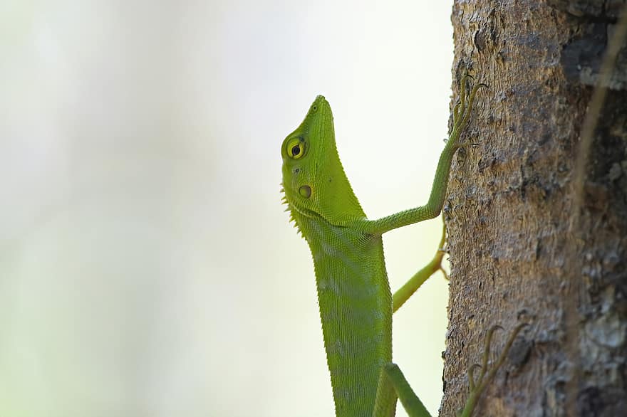reptil, ödla, grön reptil, leguan, drake, närbild, djur i det vilda, grön färg, gren, gecko, träd