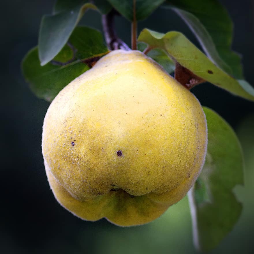 quince, fruit, food, freshness, leaf, yellow, close-up, organic, ripe, green color, healthy eating