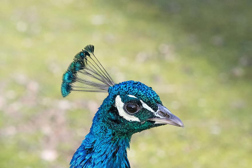 Peacock, Bird, Animal, Nature, Avian, feather, multi colored, close-up, beak, blue, green color