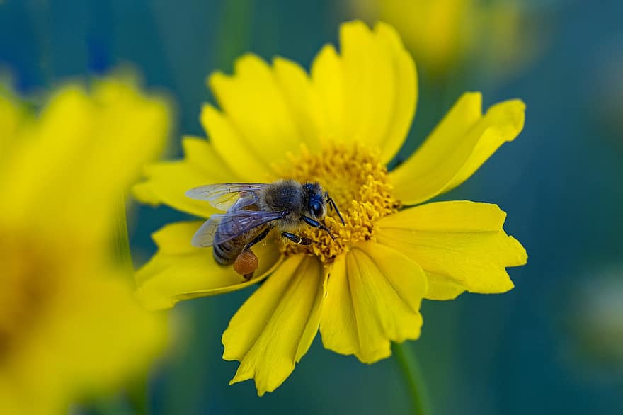 Flower, Bee, Pollination, Yellow Flower, Wildflower, Plant, Meadow, Garden, Nature, Close Up, yellow