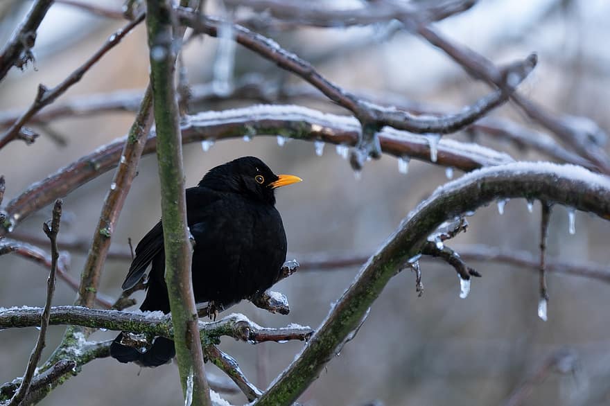burung hitam, cabang, musim dingin, bertengger, burung hitam biasa, turdus merula, burung, hewan, burung penyanyi, margasatwa, Es