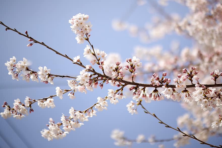 квіти, весна, цвітіння вишні, дерево, сезонні, Японія, цвітіння, пелюстки, зростання, відділення, сезон