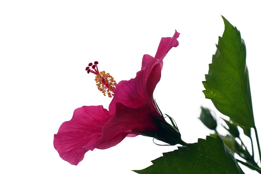 Hibiscus, rožinė gėlė, rožinė Hibiscus, flora