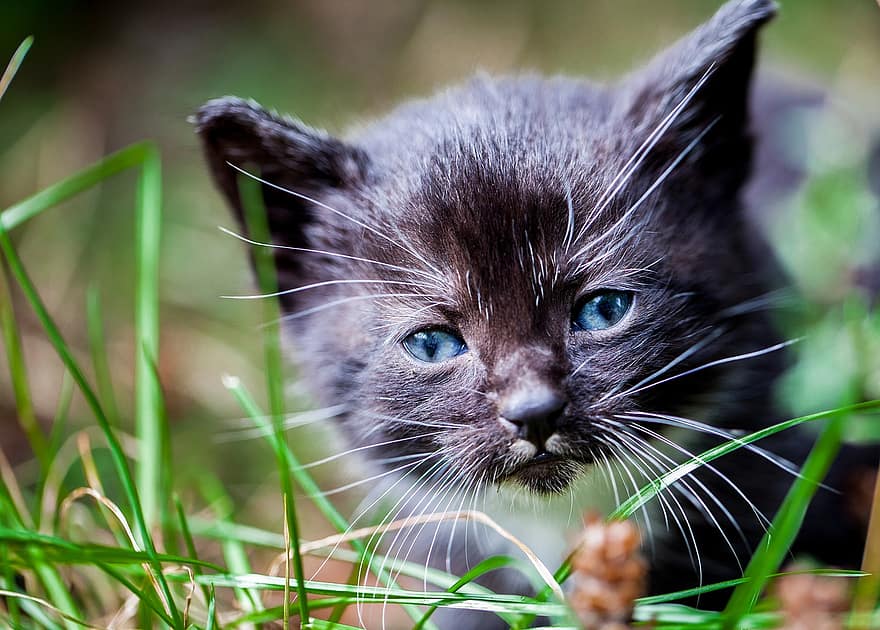 kucing, bayi kucing, anak kucing, membelai, binatang dalam negeri, licik, rumput, potret kucing