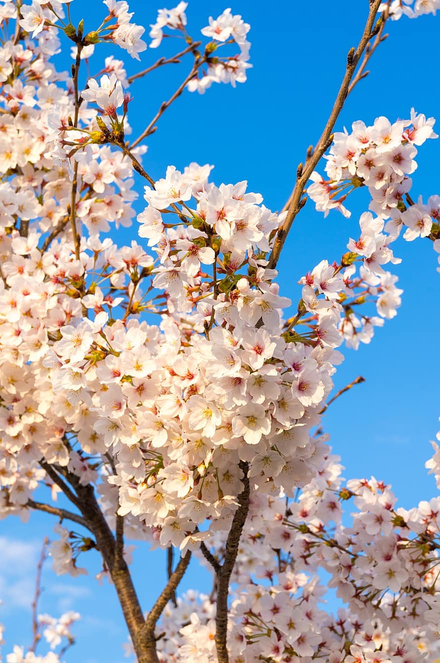 vyšnių žiedų, sakura, gėlės, pavasaris, pobūdį, flora, dangus, Pietų Korėja