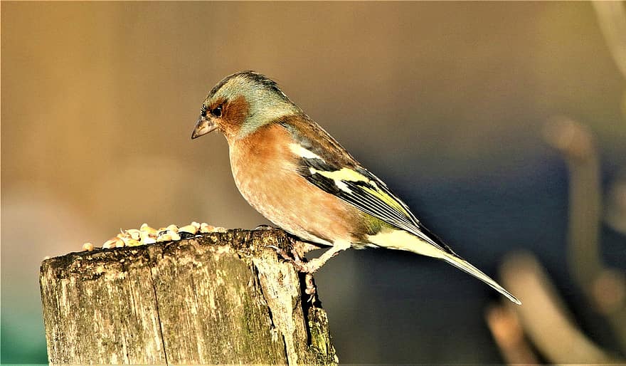 Chaffinch, Bird, Wood, Perched, Songbird, Animal, Small, Wildlife, Feather, Plumage, Nature