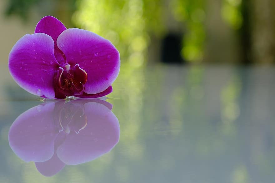 orchidee, bloem, reflectie, mirroring, paarse bloem, bloemblaadjes, paarse bloemblaadjes, bloeien, bloesem