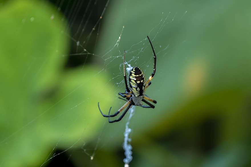eläin, hämähäkki, hämähäkinverkko, seitti, hämähäkin silkki, arachnid, villieläimet, eläimistö, luonto, puutarha