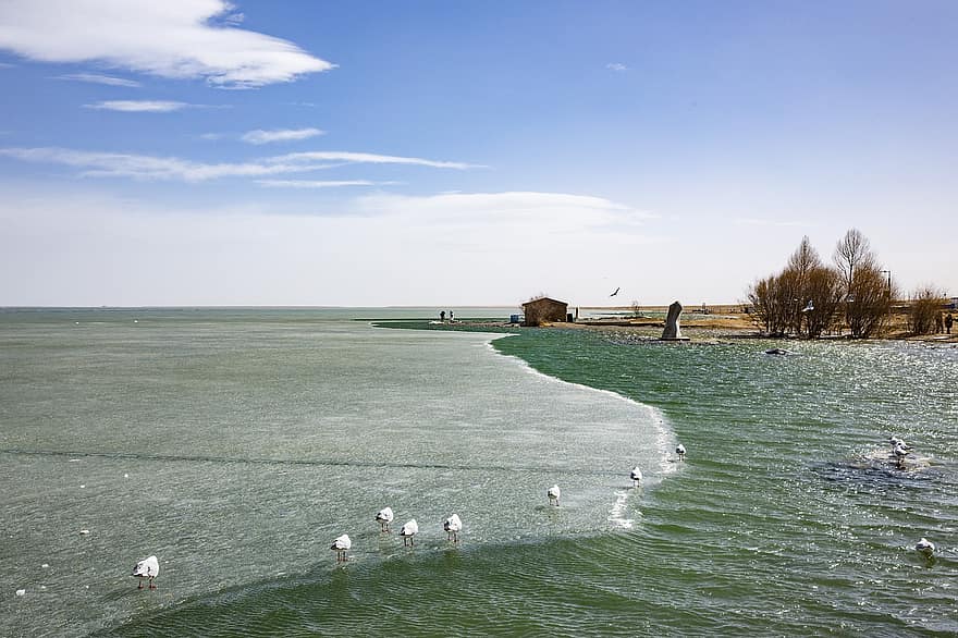 Gulls, Winter, Frozen Lake, Lake, Sunny, Nature, water, summer, blue, landscape, coastline