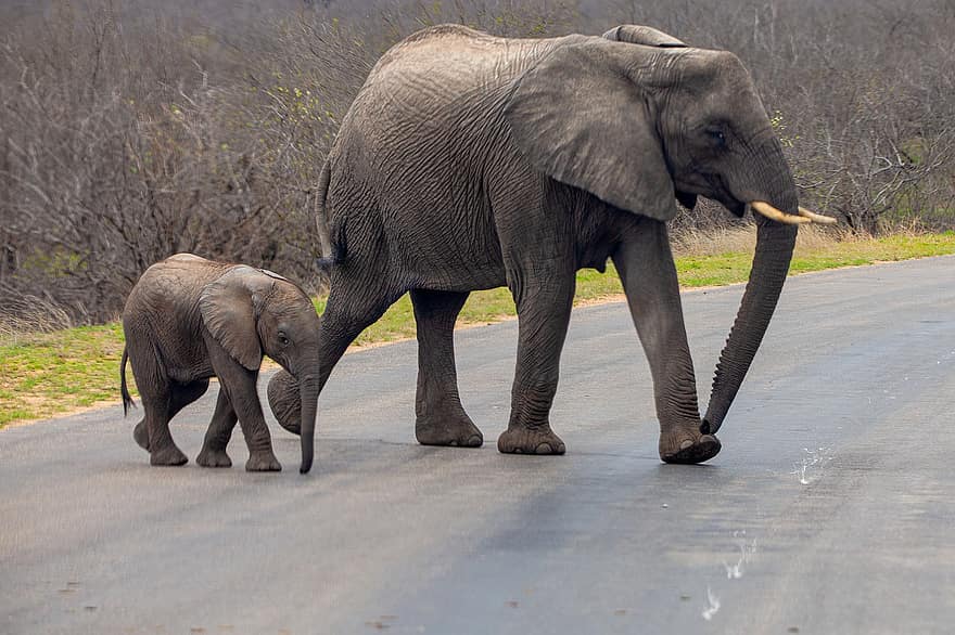 sloni, zvířat, safari, dítě slon, tele, savců, divoká zvířata, volně žijících živočichů, fauna, divočina