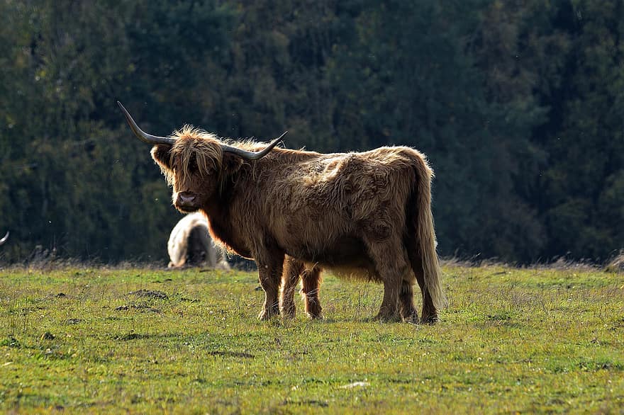 highland cattle, grazing, pasture