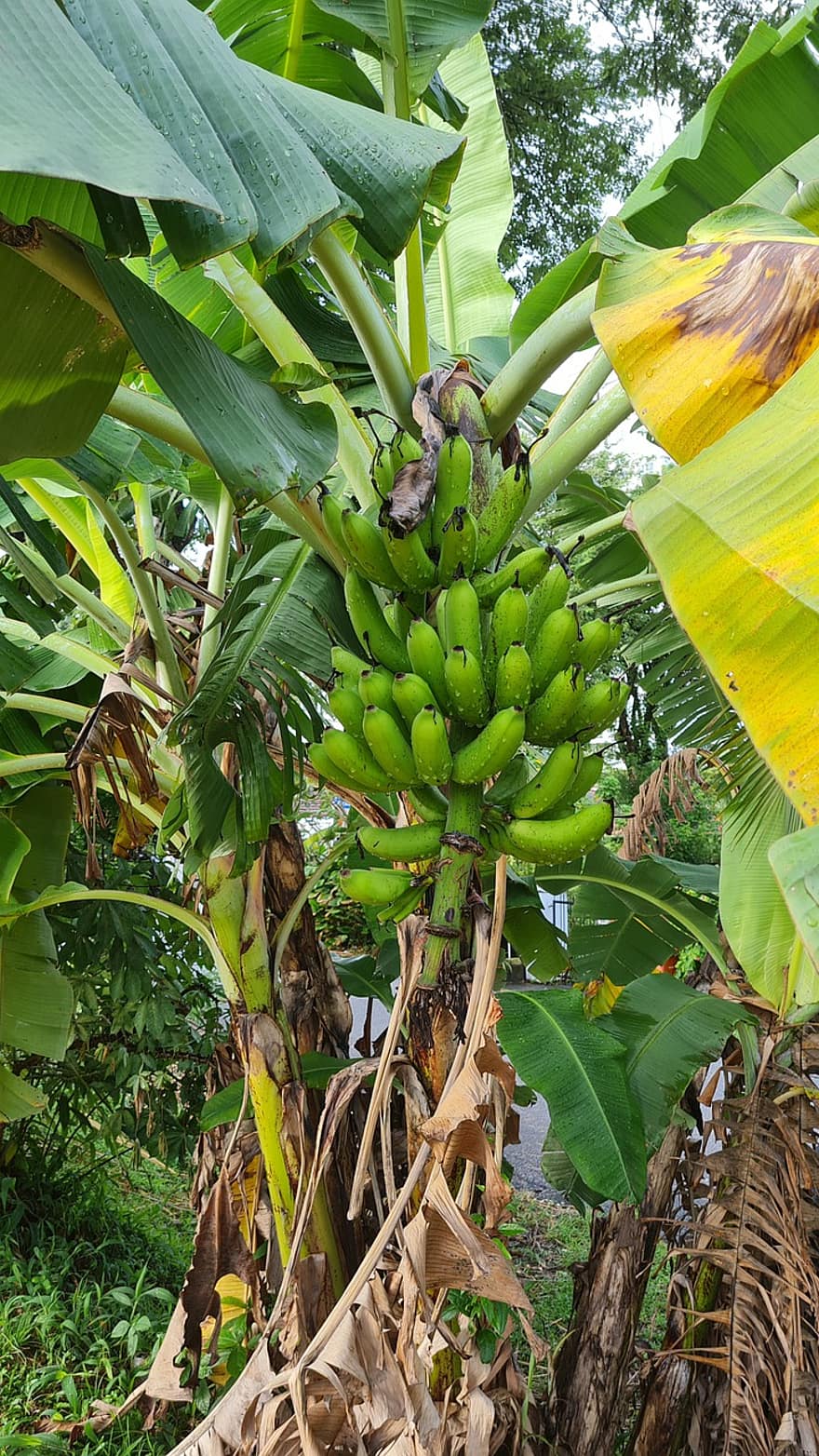 дерево, банан, тропічний, фрукти