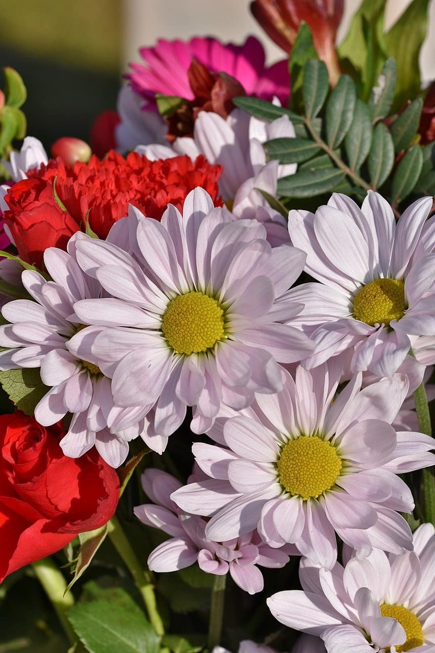 Marguerite, Flower, Plants, Bunch Of Flowers, Floral Decorations, Flower Bed, Nature, Blossoms, plant, summer, close-up