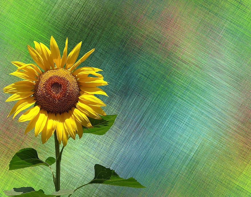слънчоглед, лято, слънце, жълт, цвят, разцвет, цвете, растение, природа, градина, поле