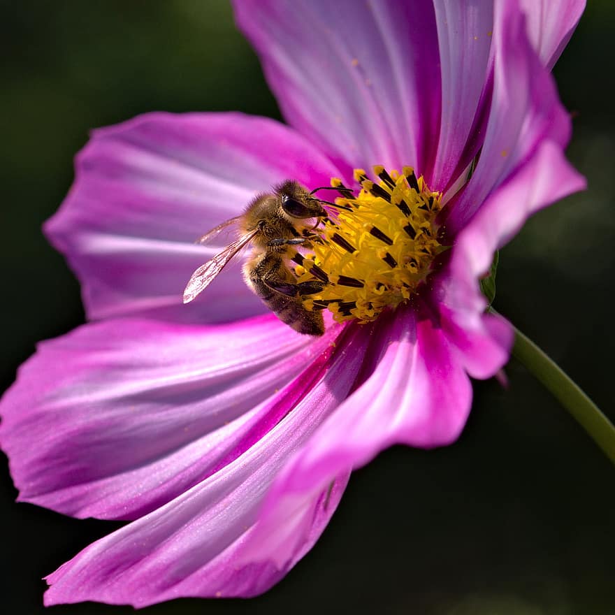 природа, цветок, пчела, насекомое, животное, лепестки, kosmee, цвести, цветение, цветущее растение, декоративное растение