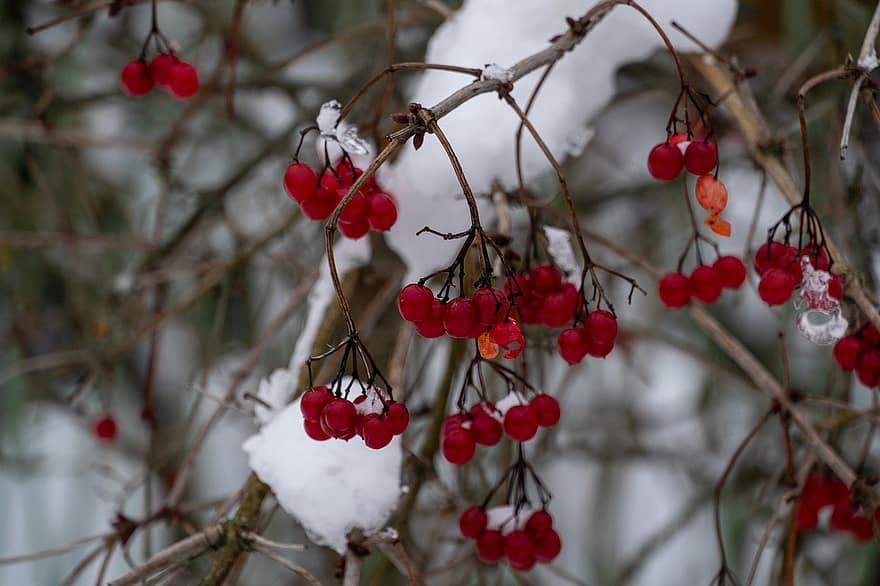 หิมะ, ผลเบอร์รี่, ฤดูหนาว, น้ำค้างแข็ง, ต้นไม้, ปริมาณหิมะ