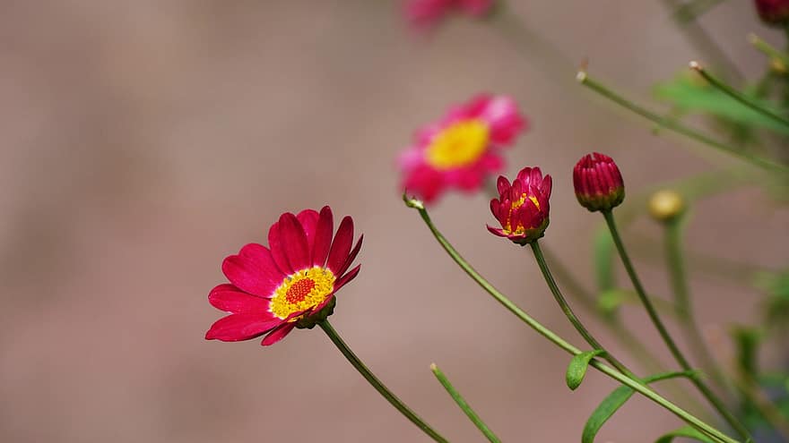 Pink Flowers, Flowers, Meadow, Garden, Republic Of Korea, Plants, Nature, flower, close-up, plant, summer