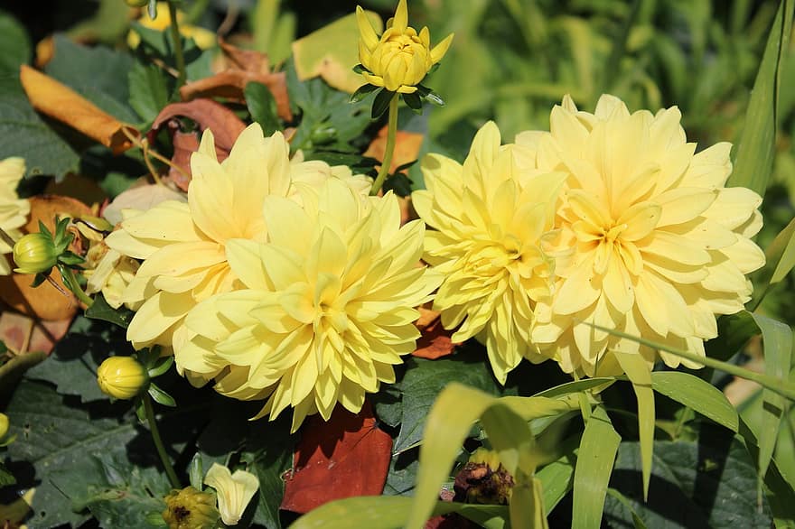 Dahlias, Flowers, Plants, Yellow Flowers, Petals, Buds, Bloom, Leaves, Nature