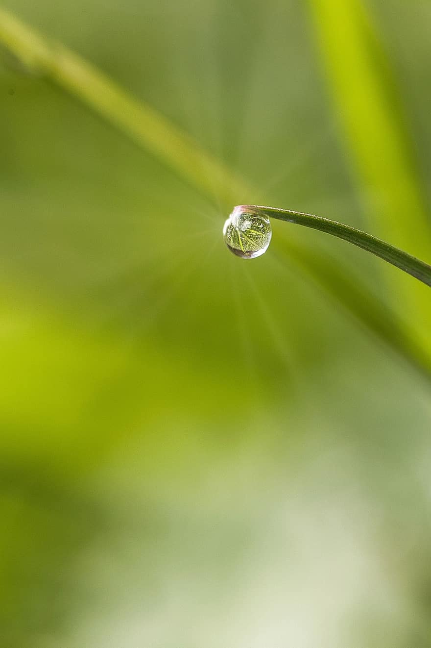 Grass, Dewdrop, Rain, Nature