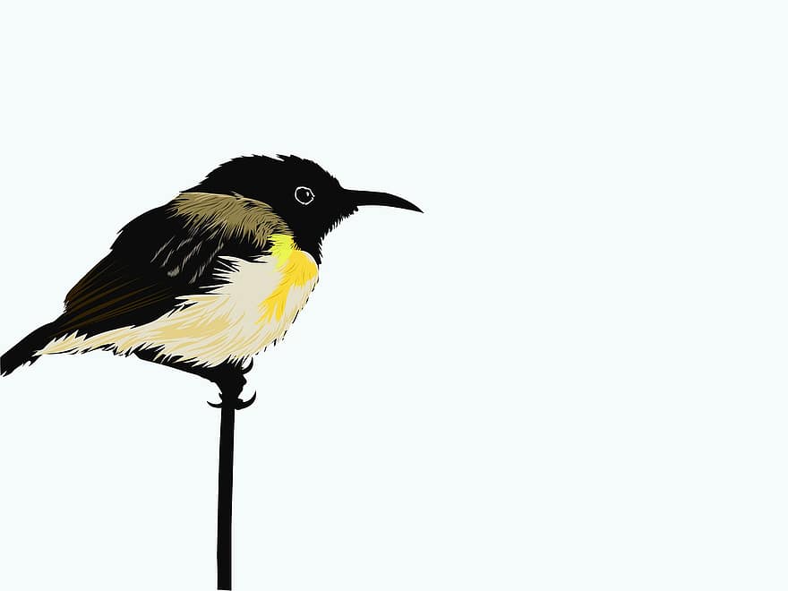 pássaro, animal, mamífero, desenhando