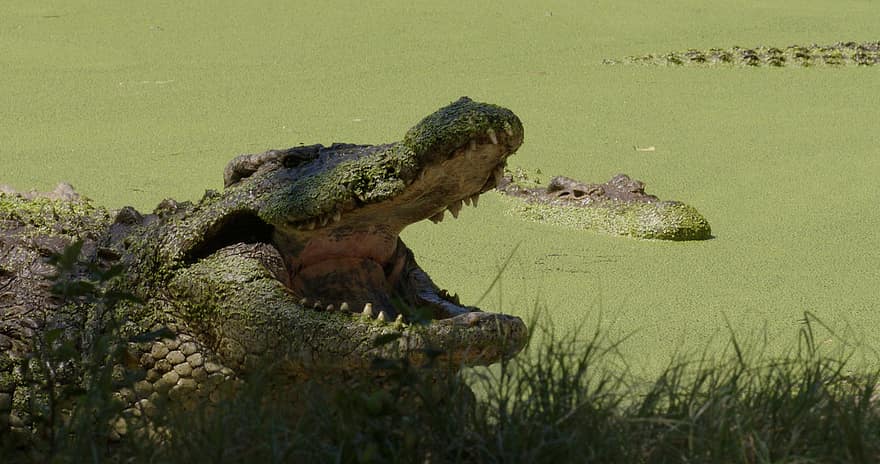 krokodýl, plaz, krokodýl nil, dravec, volně žijících živočichů, řeka, Afrika, safari, divoký
