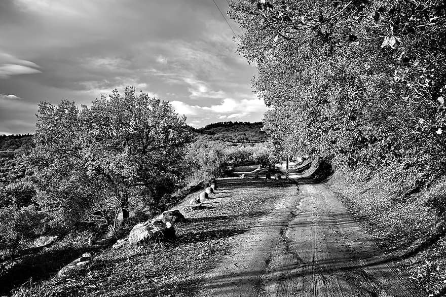 Nature, Monochrome, Path, Travel, Exploration, Outdoors, tree, landscape, black and white, rural scene, old
