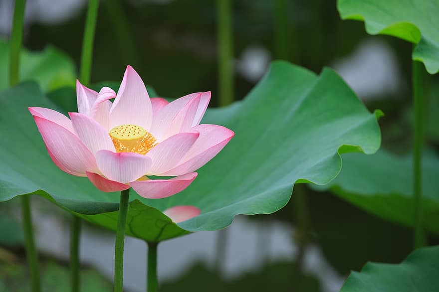 Lotus, Blume, pinke Blume, Lotus verlässt, Lotus Blume, blühen, Blütenblätter, rosa Blütenblätter, Flora, Wasserpflanze, Natur