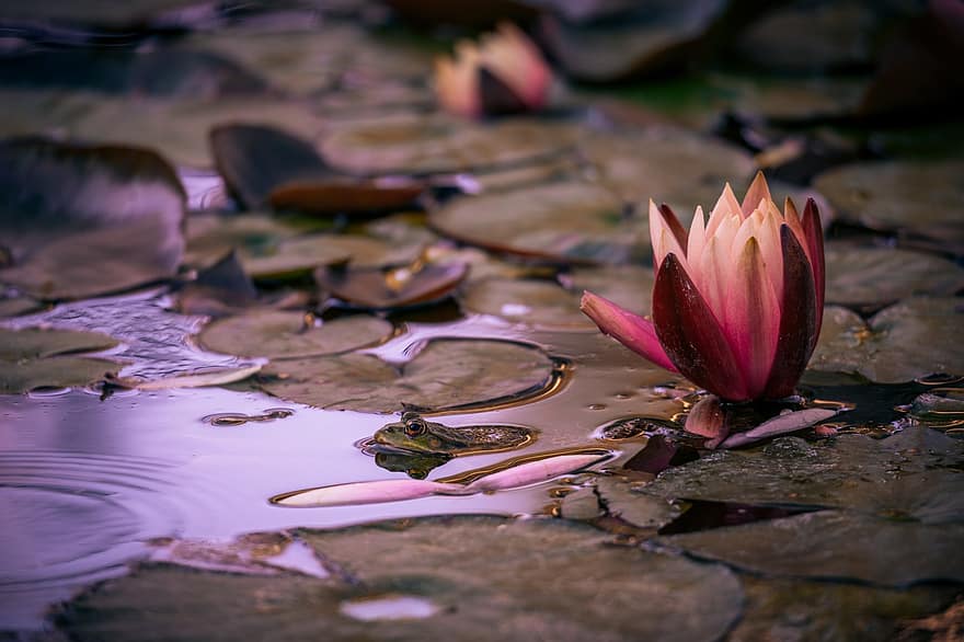 Flower, Water Lilly, Waterlily, Lotus, Frog, Blossom, Spring, Water, Pond, Garden, Plant