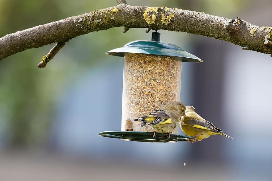kandang burung, greenfinch