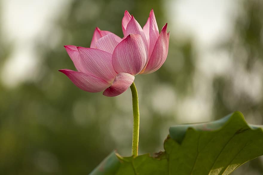 lotus, blomma, rosa, rosa blomma, Lotus blomma, kronblad, rosa kronblad, flora, vattenväxter, natur, närbild