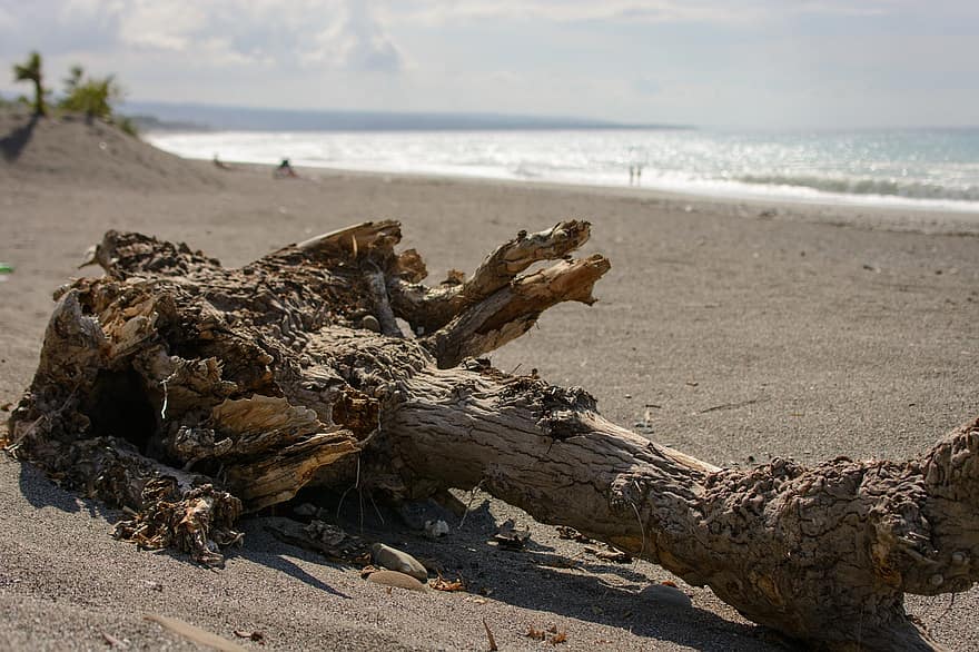 bois, le sable, plage, arbre mort, paysage, mer, côte, littoral, rivage, la nature, tronc