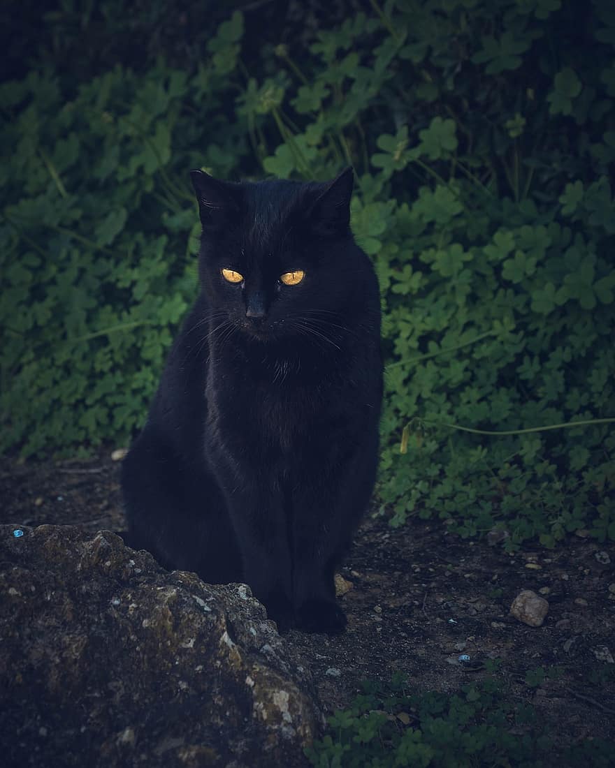 macska, fekete macska, házi kedvenc, állat, házimacska, macskaféle, emlős, portré, alvás