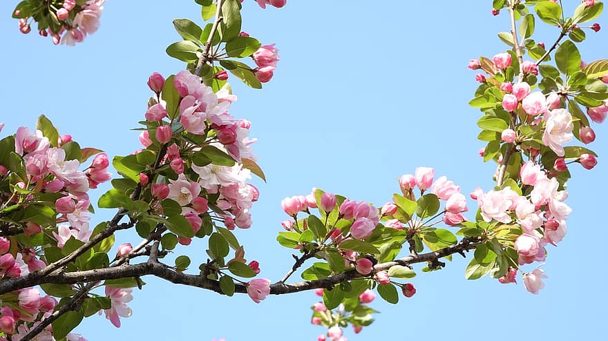 Цвете от ябълка от рак, 꽃사과꽃, цветя, прасковен цвят, розови листенца, листенца, цвят, природа, разцвет, флора