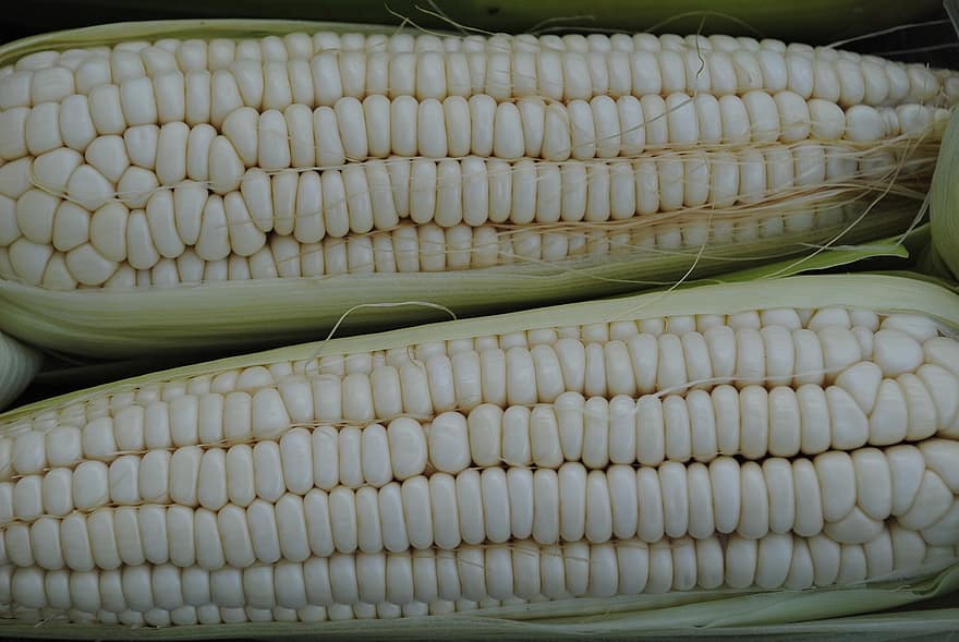 kukurydza, kaczan, jedzenie, biała kukurydza, produkować, Kolba kukurydzy, ziarna kukurydzy, łuska kukurydzy, żniwa, organiczny, warzywo